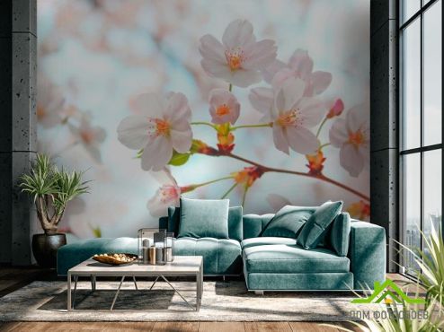 выбрать Фотообои Цветет абрикос весной  на стену
