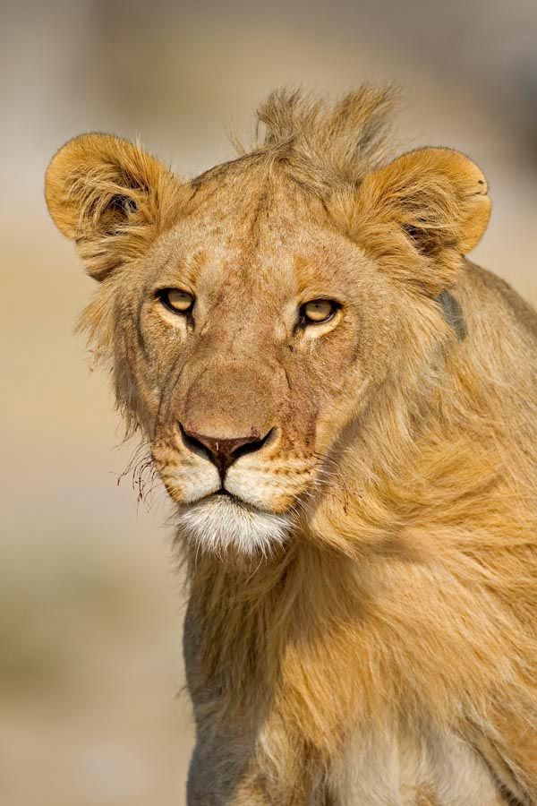 Фотошпалери Мріє левиця