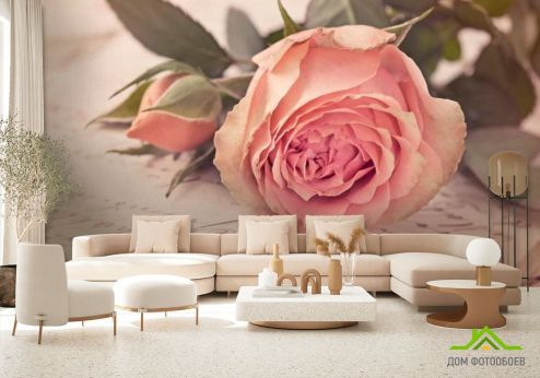 выбрать Фотообои Розы кремовые, бумага Фотообои Фотообои Цветы: фото, горизонталная, горизонтальная  на стену