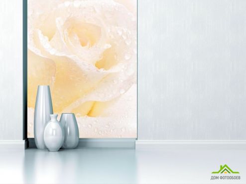 выбрать Фотообои Распустившаяся роза белоснежная Фотообои, цвет: «вертикальная» на стену