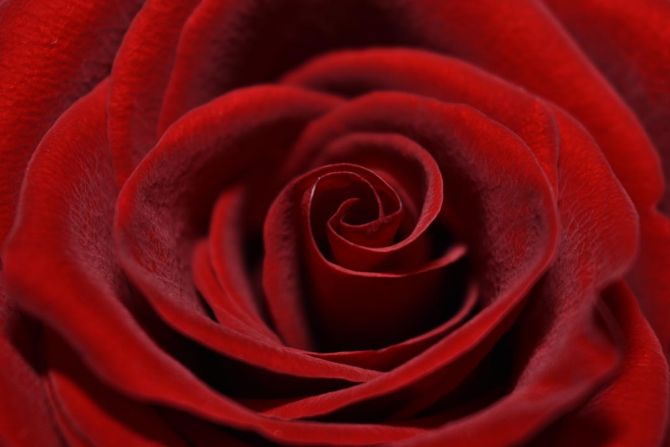 Фотообои красная бархатная роза