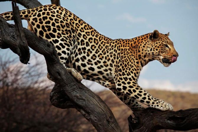 Фотообои Охотящийся гепард
