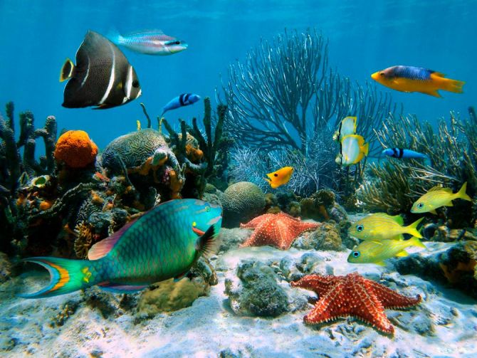 Фотошпалери Морські риби