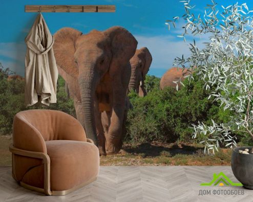 выбрать Фотообои Стадо слонов Фотообои Фотообои Животные: горизонталная, горизонтальная, зелений, зеленый ориентация на стену