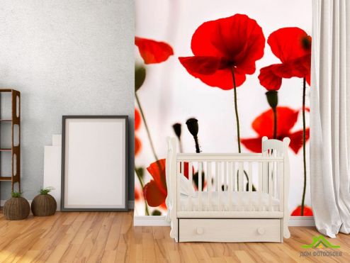 выбрать Фотообои Маки полевые красные Фотообои Фотообои Цветы: вертикальная на стену