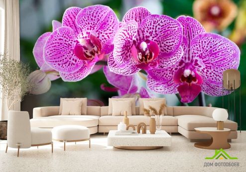 выбрать Фотообои Орхидеи в розовую крапинку Фотообои Фотообои Орхидеи: фото  на стену