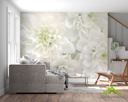 выбрать Фотообои Белые хризантемы Фотообои Фотообои Цветы:  на стену