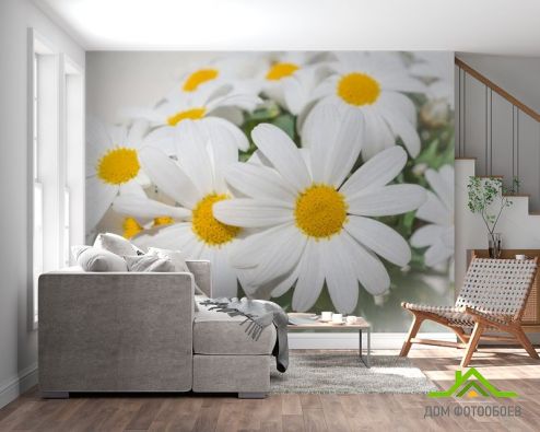выбрать Фотообои Белые ромашки Фотообои Фотообои Цветы: горизонталная, горизонтальная ориентация на стену