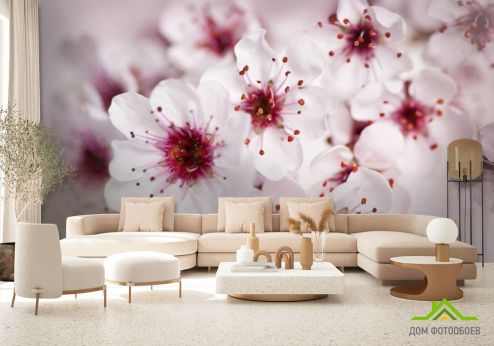 выбрать Фотообои цвет вишни Фотообои Фотообои Цветы:  на стену