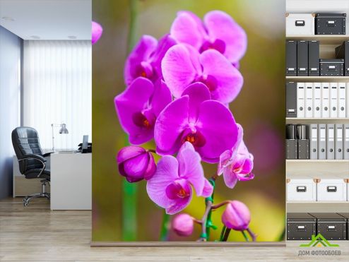 выбрать Фотошпалери гілка орхідеї Фотошпалери, колір: «» на стіну