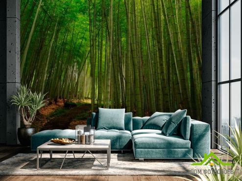 выбрать Фотообои Бамбук, тропинка Фотообои Фотообои Природа - Лето, зелений, зеленый на стену