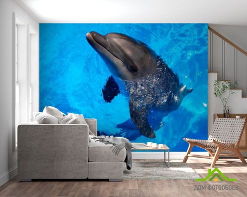 выбрать Фотошпалери Жвавий дельфін Фотошпалери Фотошпалери Тварини: фото, блакитний  на стіну