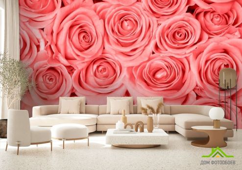 выбрать Фотообои Кремово-розовые розы Фотообои Фотообои Цветы: фото, розовый  на стену