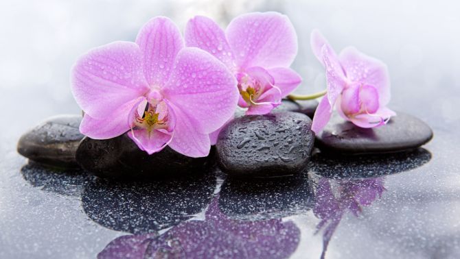 Фотообои орхидея на камне