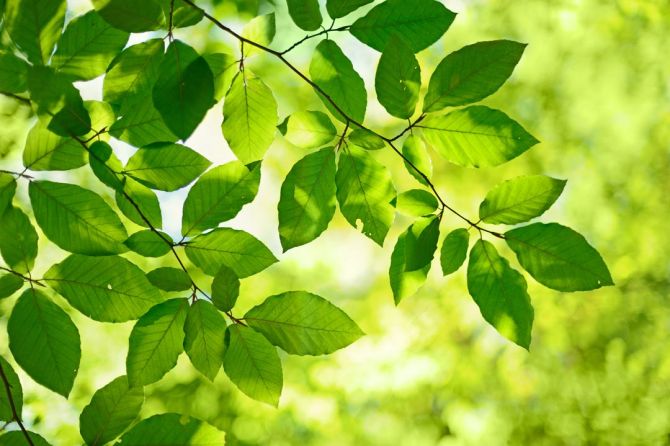 Фотошпалери зелене листя на дереві