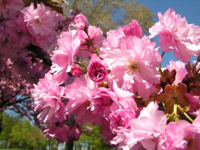 Фотообои розовое цветение