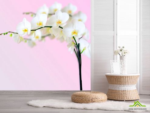 выбрать Фотообои Веточка орхидей белоснежных Фотообои, цвет: «квадратная» на стену