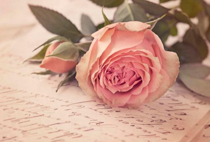 Фотообои Розы кремовые, бумага