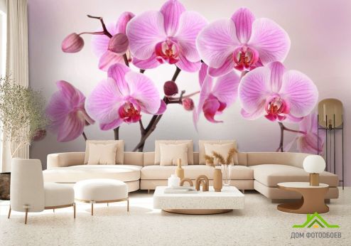выбрать Фотообои сиреневые орхидеи из воды Фотообои, цвет: «горизонталная, горизонтальная» на стену