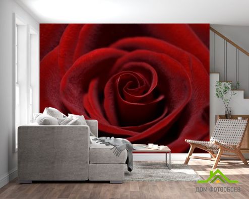 выбрать Фотошпалери червона оксамитова троянда Фотошпалери Фотошпалери Квіти: квадратна, горизонтальна орієнтація на стіну