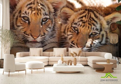 выбрать Фотообои Тигрята Фотообои Фотообои Животные: Тигры, бежевый на стену