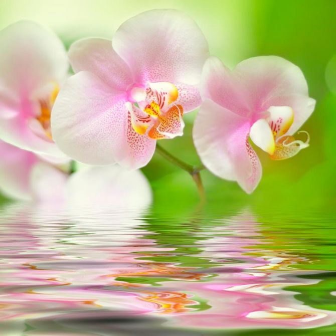 Фотообои Орхидеи розово-белые