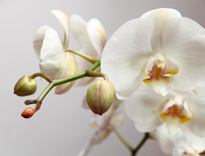 Фотошпалери Орхідея білосніжна