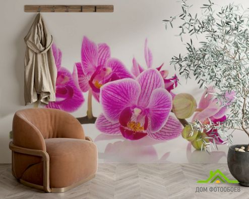 выбрать Фотообои розовая орхидея на белом фоне Фотообои, цвет: «» на стену