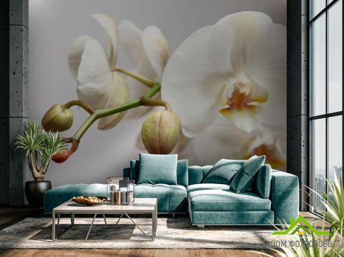 выбрать Фотообои Орхидея белоснежная  на стену