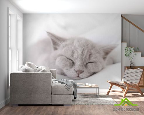 выбрать Фотообои серый котёнок спит Фотообои Животные на стену
