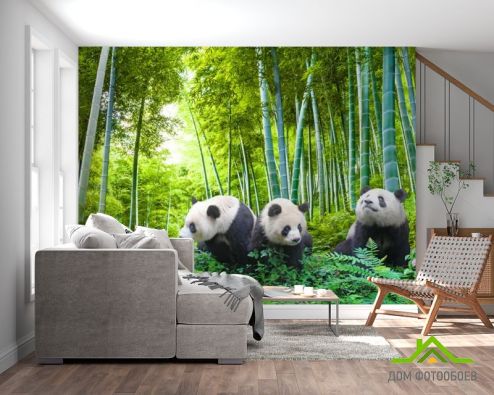 выбрать Фотообои Панды в бамбуке Фотообои, цвет: «горизонталная, горизонтальная» на стену