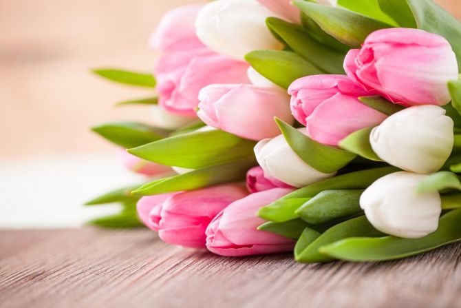 Фотообои белые и розовые тюльпаны