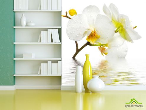выбрать Фотообои Белоснежная орхидея в воде Фотообои, цвет: «» на стену