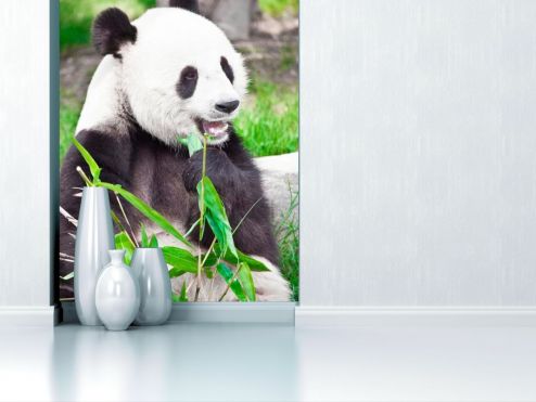 выбрать Фотообои Отдыхающая панда Фотообои Панды на стену