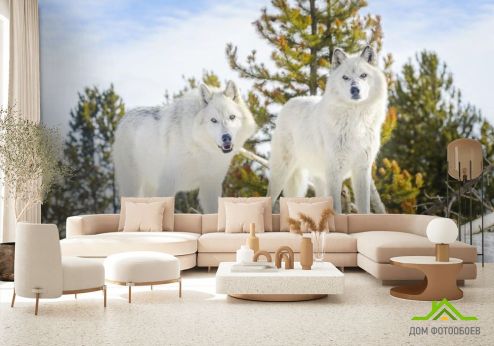 выбрать Фотообои два белых волка на снегу Фотообои Животные на стену