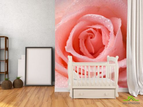 выбрать Фотообои Розово-кремовая роза Фотообои Фотообои Цветы: вертикальная, фото ориентация на стену