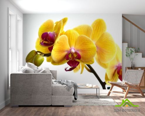 выбрать Фотообои желтые орхидеи на белом фоне Фотообои Фотообои Цветы: горизонталная, горизонтальная ориентация на стену