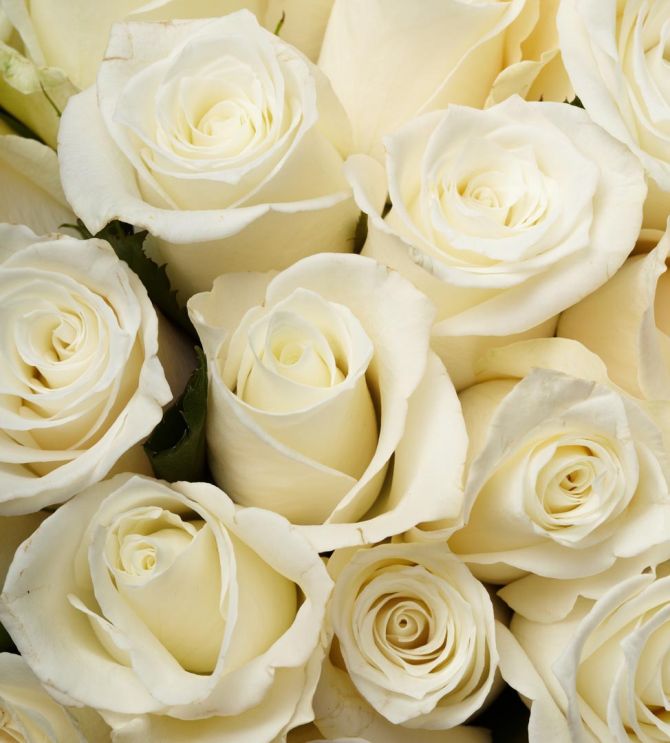 Фотошпалери білі троянди