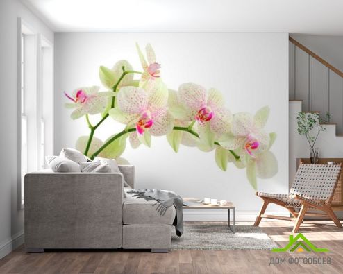 выбрать Фотошпалери Білі в цятку орхідеї Фотошпалери Фотошпалери Орхідеї: фото  на стіну