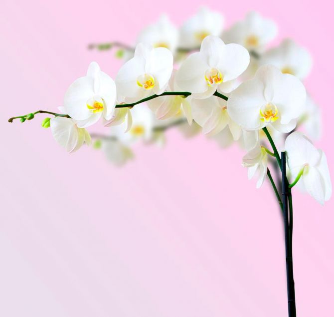 Фотообои Веточка орхидей белоснежных