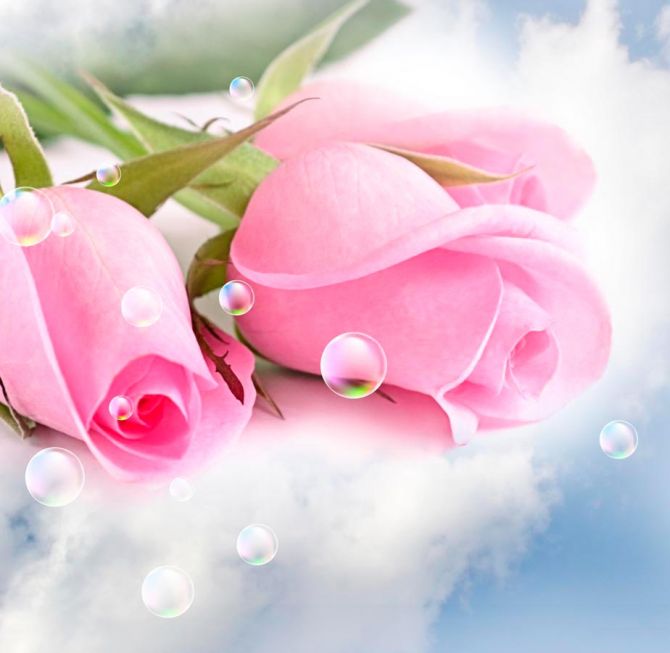 Фотошпалери Блідо-рожеві троянди