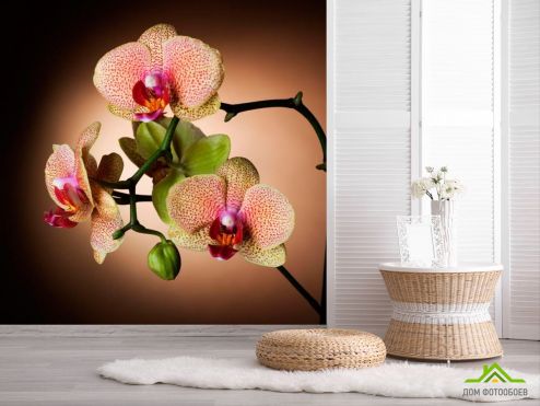 выбрать Фотообои Веточка кремовых орхидей Фотообои, цвет: «бежевый, фото» на стену