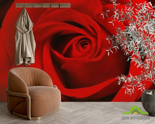 выбрать Фотообои Красная роза Фотообои Фотообои Цветы: фото, красный  на стену