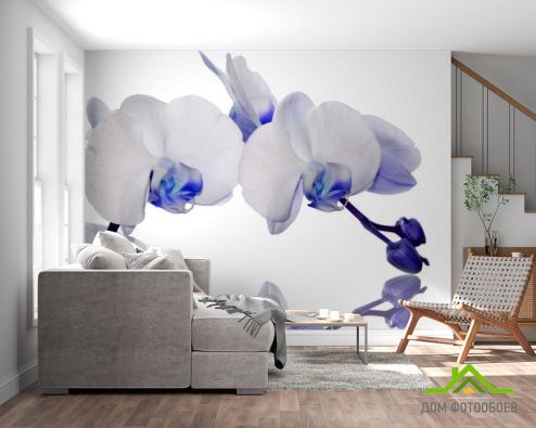 выбрать Фотошпалери орхідеї білі з синім Фотошпалери, колір: «» на стіну