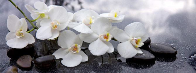 Фотошпалери білі орхідеї на чорних каменях