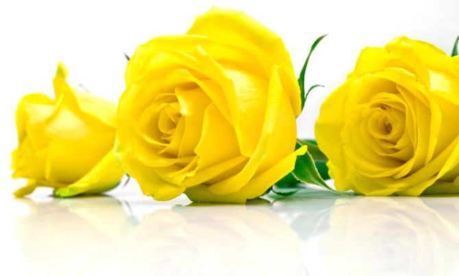 Фотошпалери Троянди жовті