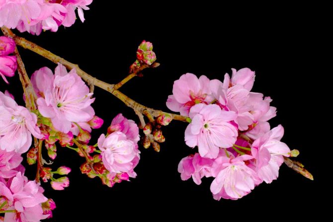 Фотообои Соцветия персика