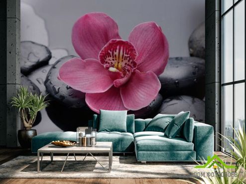 выбрать Фотообои Черные камни, орхидея Фотообои Фотообои Цветы: фото  на стену