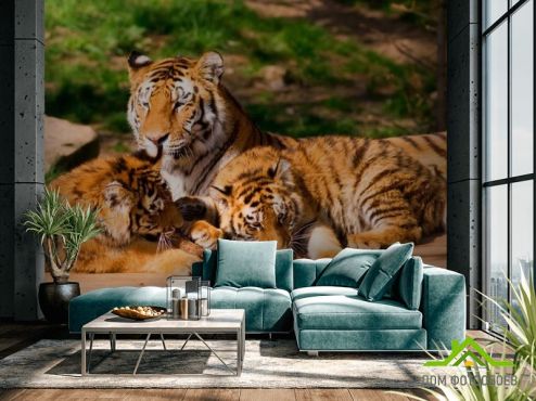 выбрать Фотообои Семья тигров  на стену