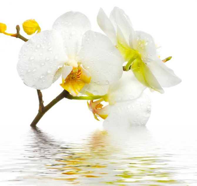 Фотообои Белоснежная орхидея в воде